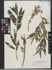 Foto von Salix triandra L. x Salix viminalis L.